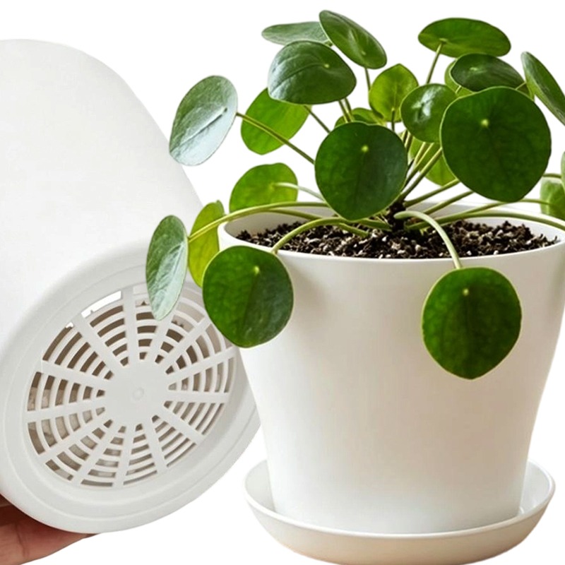 Echeveria Succulent - Plant Pot Set with Drainage Holes