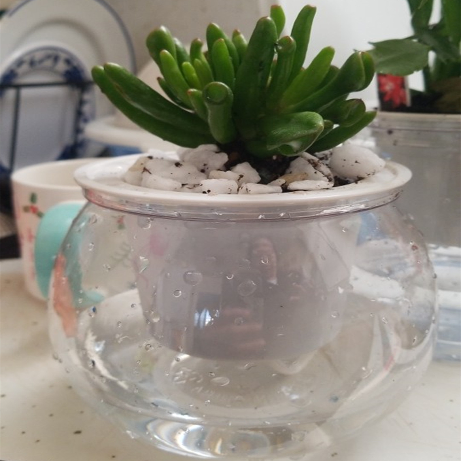 Self Watering Planter Pots Min - Aloe Vera Pot ulasan dan harga