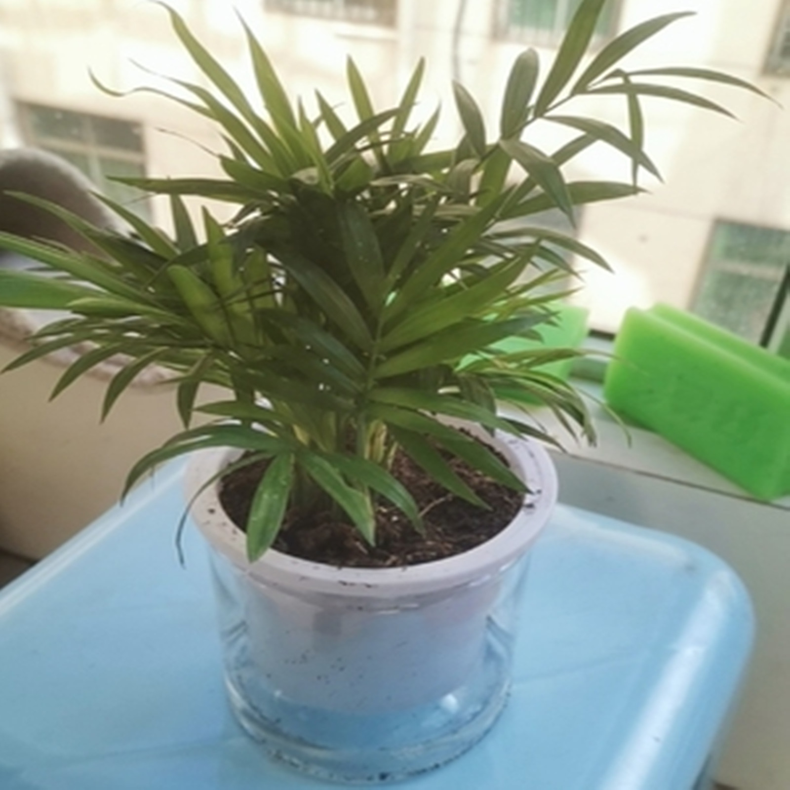 Self Watering Planter Pots Min - Aloe Vera Pot ulasan dan harga