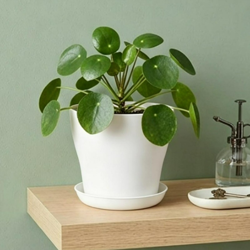 Plant Pot Set with Drainage Ho - Echeveria Succulent ulasan dan harga
