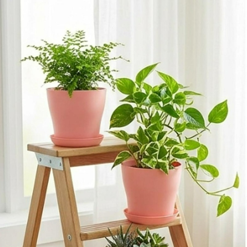 Plant Pot Set with Drainage Ho - Echeveria Succulent ulasan dan harga